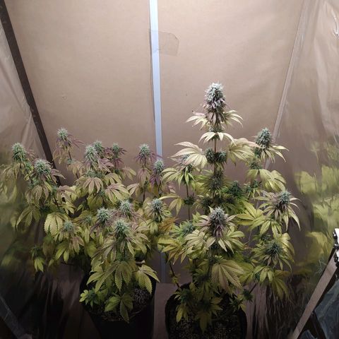 Choco Cookies growlog photo: A pleno al cuarto de flora, veo posible déficit de nitrógeno.