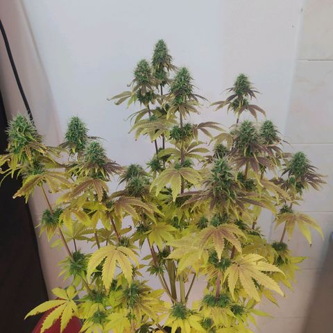 Choco Cookies growlog photo: A pleno.