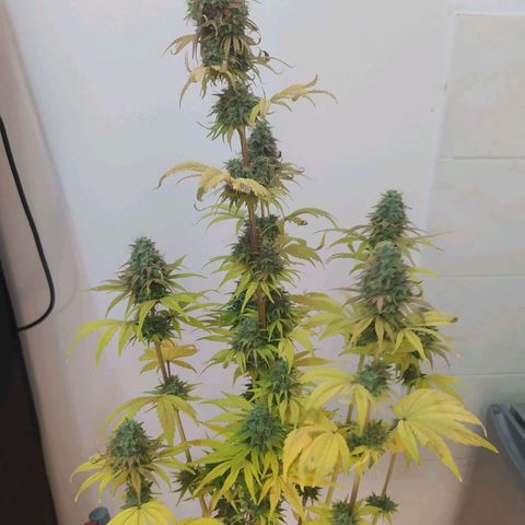 Choco Cookies growlog timeline photo