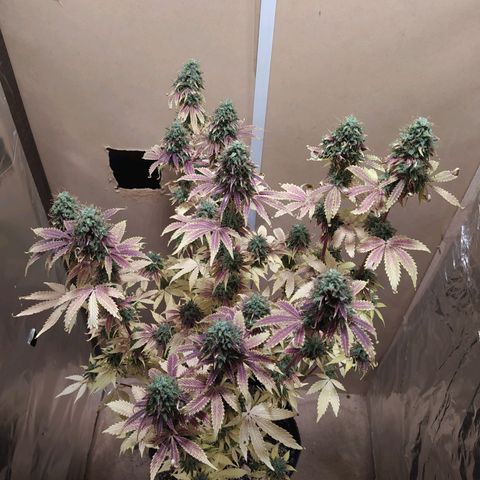 Choco Cookies growlog photo: 1- cortada el 10/11.
2- Tal vez 3 semanas más para ver qué onda a ver si puede engordar más.