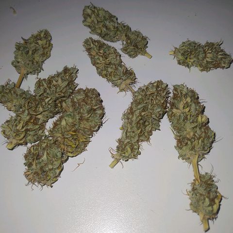Choco Cookies growlog photo: 1- cortada el 10/11.
2- Tal vez 3 semanas más para ver qué onda a ver si puede engordar más.