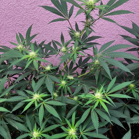 Girl Scout cookies  growlog timeline photo