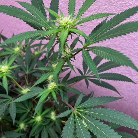 Girl Scout cookies  growlog timeline photo