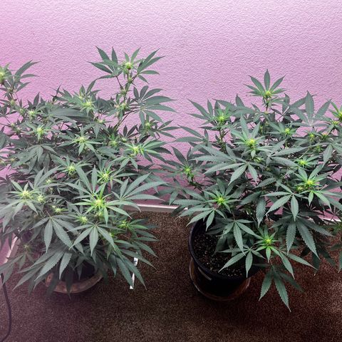 Girl Scout cookies  growlog timeline photo