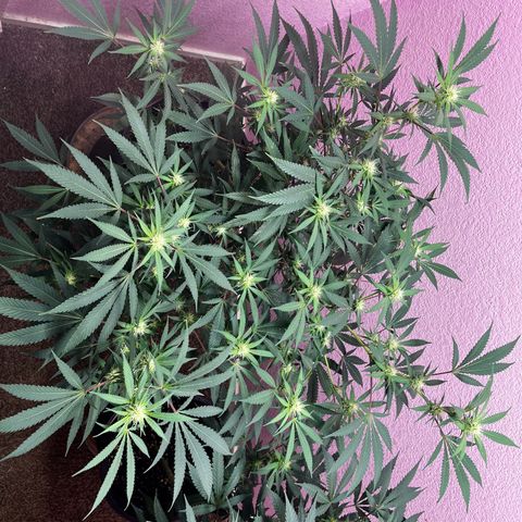 Girl Scout cookies  growlog timeline photo