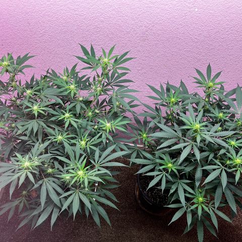 Girl Scout cookies  growlog timeline photo