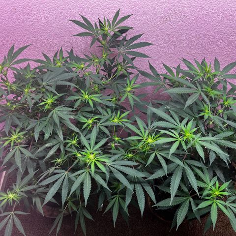 Girl Scout cookies  growlog timeline photo