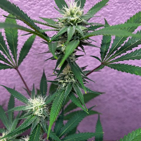 Girl Scout cookies  growlog timeline photo