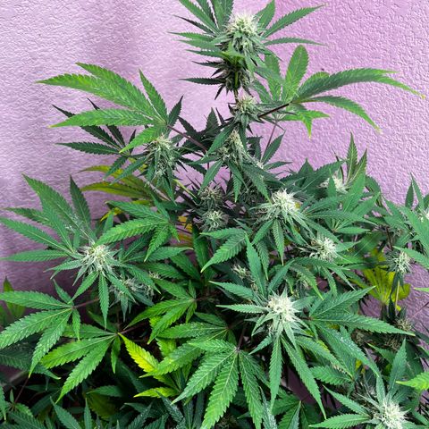 Girl Scout cookies  growlog timeline photo