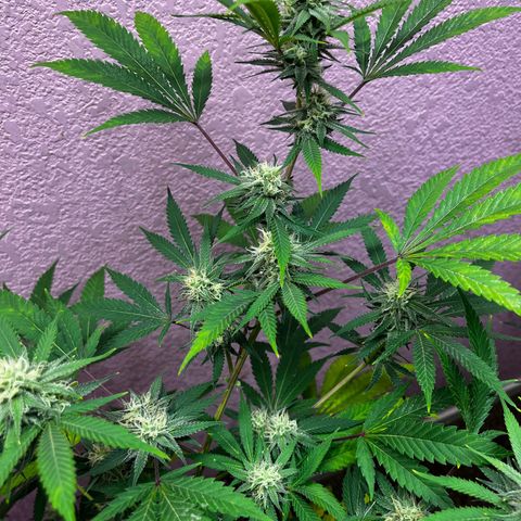 Girl Scout cookies  growlog timeline photo