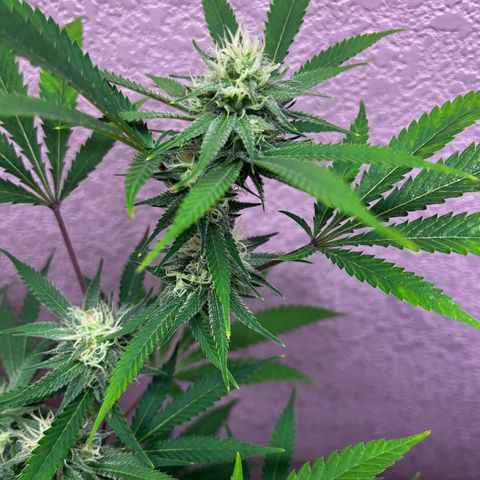 Girl Scout cookies  growlog timeline photo