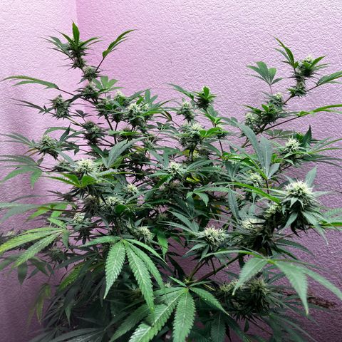 Girl Scout cookies  growlog timeline photo