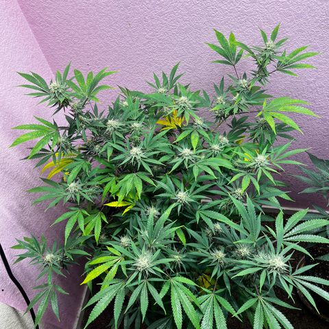 Girl Scout cookies  growlog timeline photo