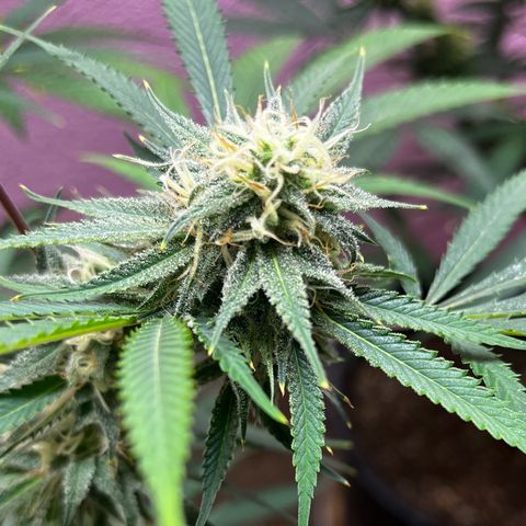 Girl Scout cookies  growlog timeline photo
