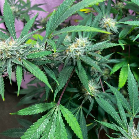 Girl Scout cookies  growlog timeline photo