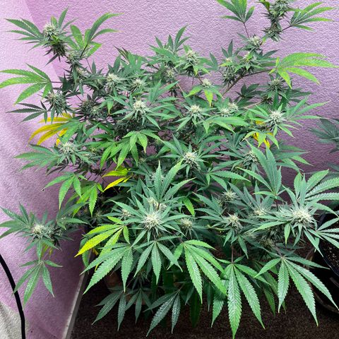 Girl Scout cookies  growlog timeline photo