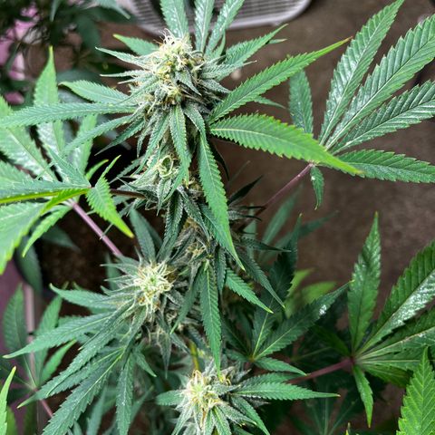 Girl Scout cookies  growlog timeline photo