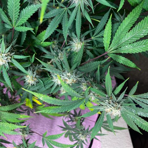 Girl Scout cookies  growlog timeline photo