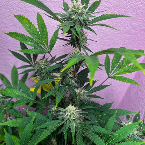 Girl Scout cookies  growlog timeline photo