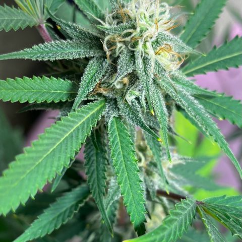 Girl Scout cookies  growlog timeline photo