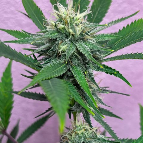 Girl Scout cookies  growlog timeline photo