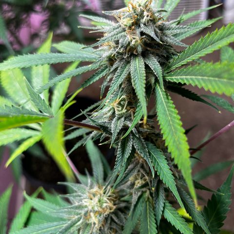 Girl Scout cookies  growlog timeline photo