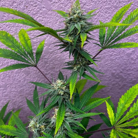 Girl Scout cookies  growlog timeline photo
