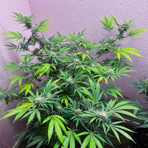 Girl Scout cookies  growlog timeline photo