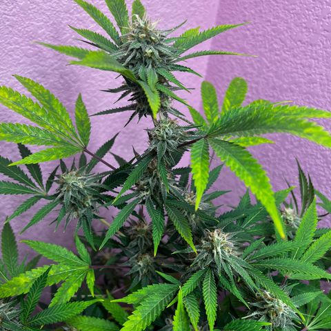 Girl Scout cookies  growlog timeline photo