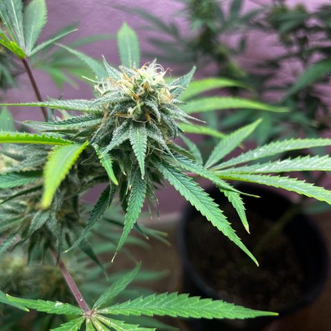 Girl Scout cookies  growlog timeline photo