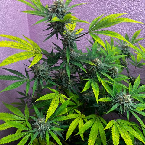 Girl Scout cookies  growlog timeline photo