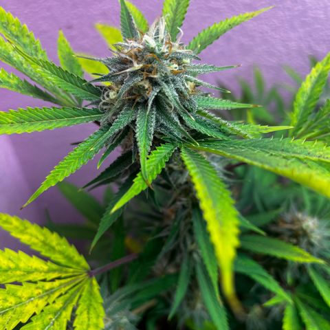 Girl Scout cookies  growlog timeline photo