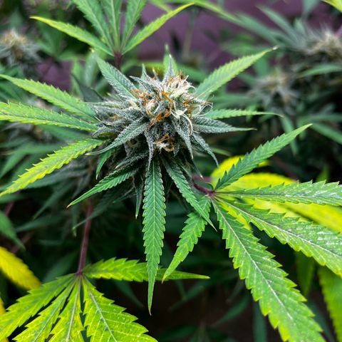 Girl Scout cookies  growlog timeline photo