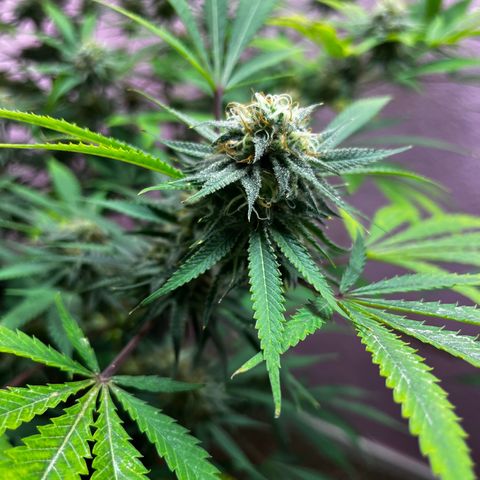 Girl Scout cookies  growlog timeline photo