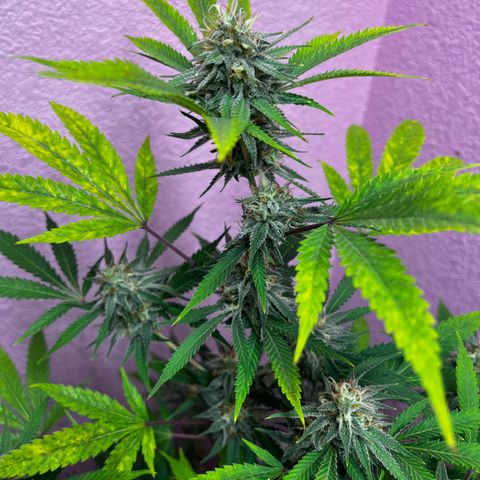 Girl Scout cookies  growlog timeline photo