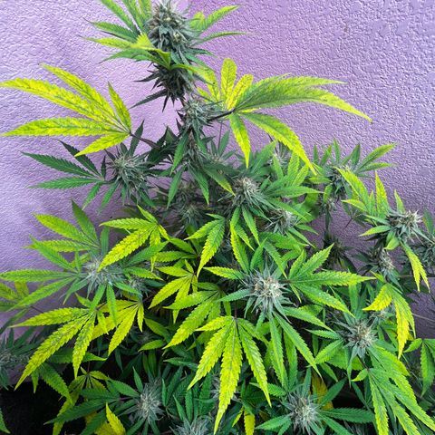 Girl Scout cookies  growlog timeline photo