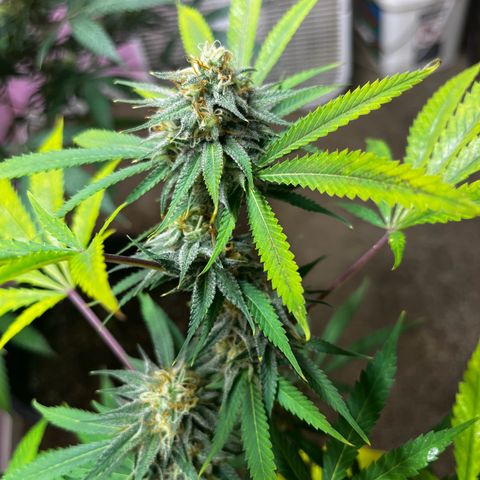 Girl Scout cookies  growlog timeline photo