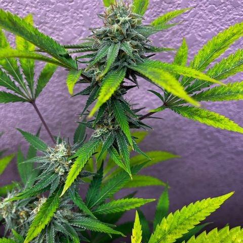 Girl Scout cookies  growlog timeline photo