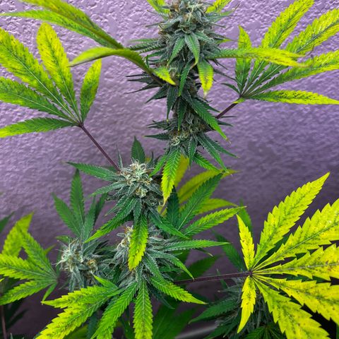 Girl Scout cookies  growlog timeline photo