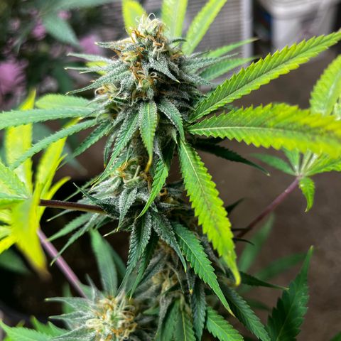 Girl Scout cookies  growlog timeline photo