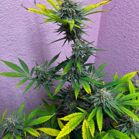 Girl Scout cookies  growlog timeline photo