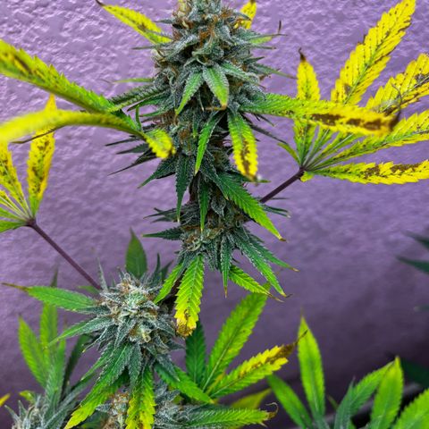 Girl Scout cookies  growlog timeline photo