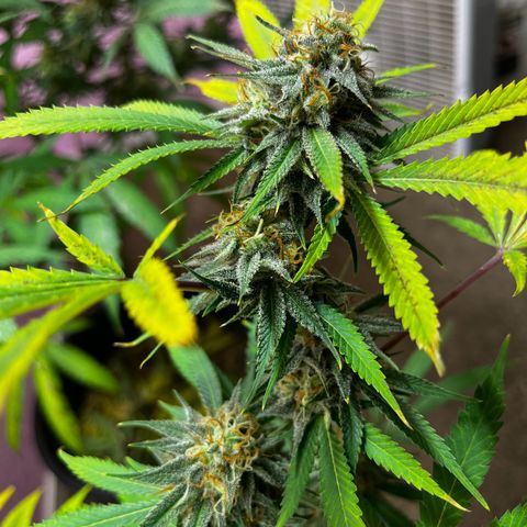 Girl Scout cookies  growlog timeline photo