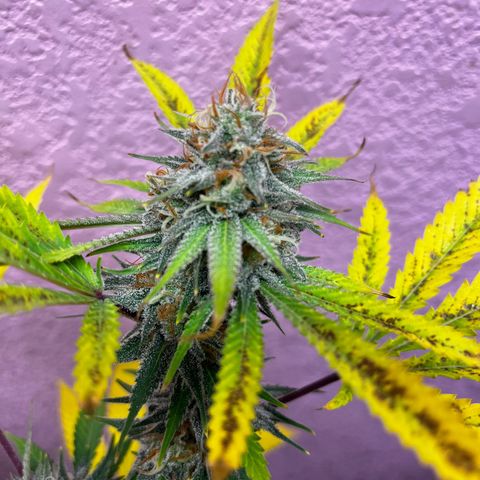 Girl Scout cookies  growlog timeline photo