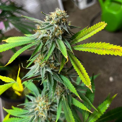 Girl Scout cookies  growlog timeline photo