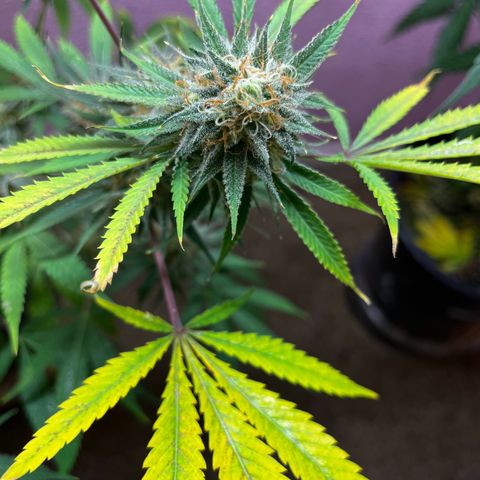 Girl Scout cookies  growlog timeline photo