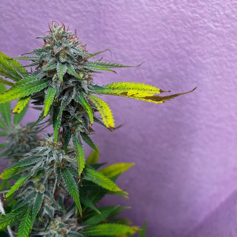 Girl Scout cookies  growlog timeline photo