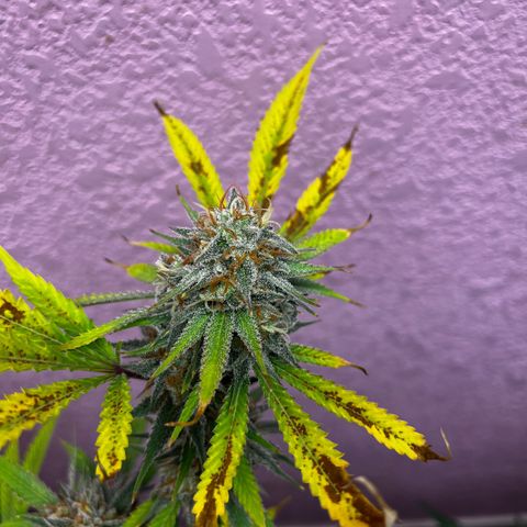 Girl Scout cookies  growlog timeline photo