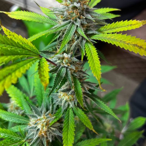 Girl Scout cookies  growlog timeline photo