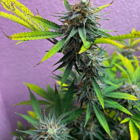 Girl Scout cookies  growlog timeline photo